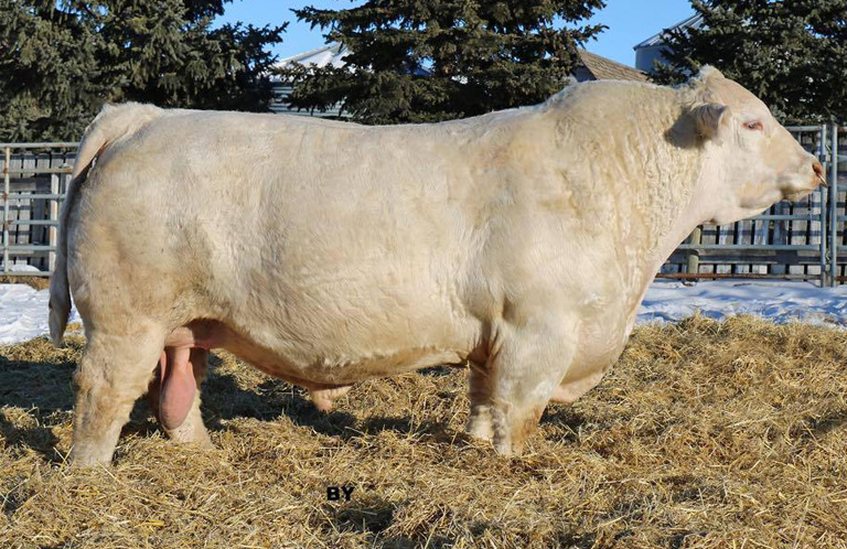 Elder's BlackJack 788B