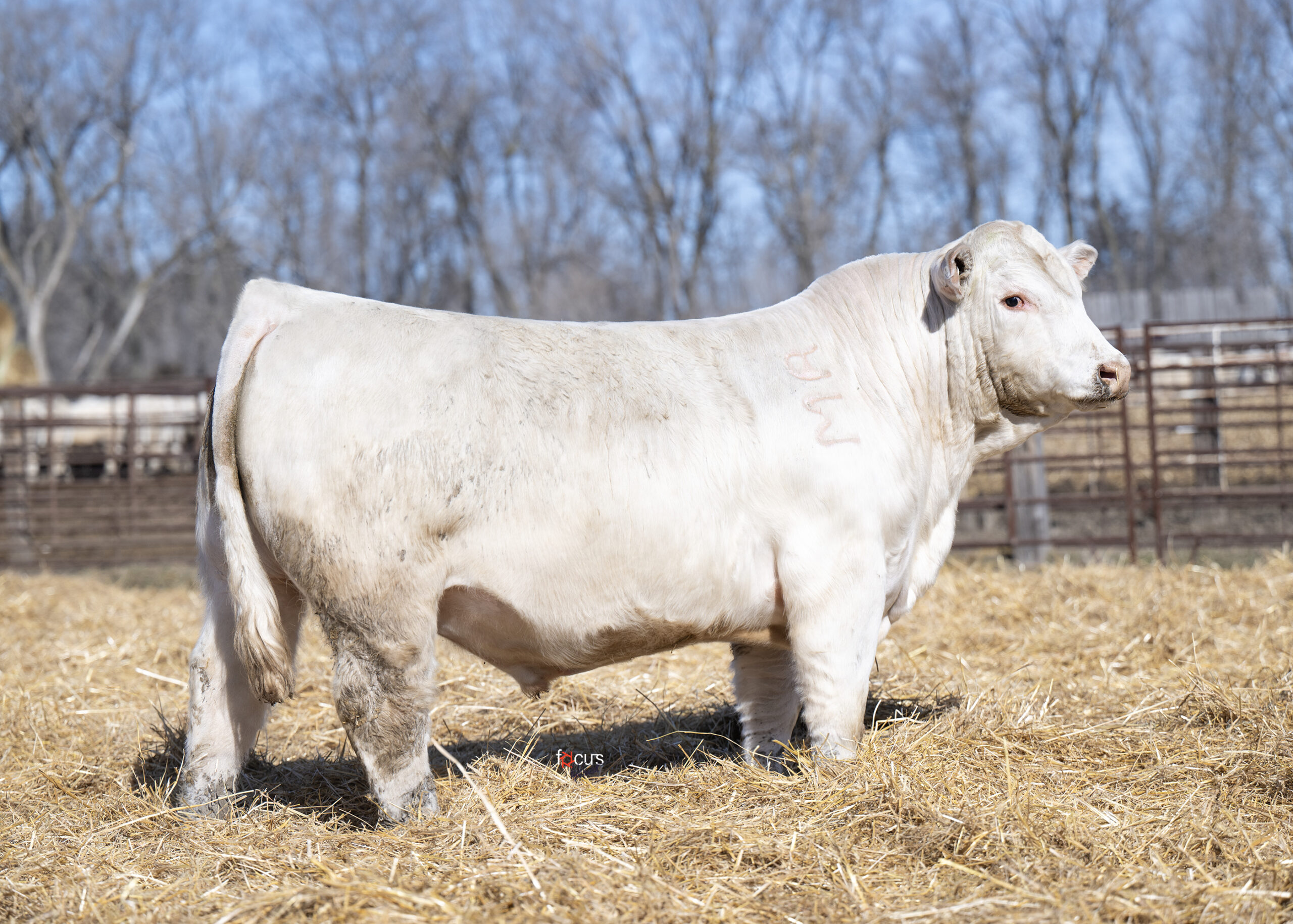 WCR Freighter 3501 ET P