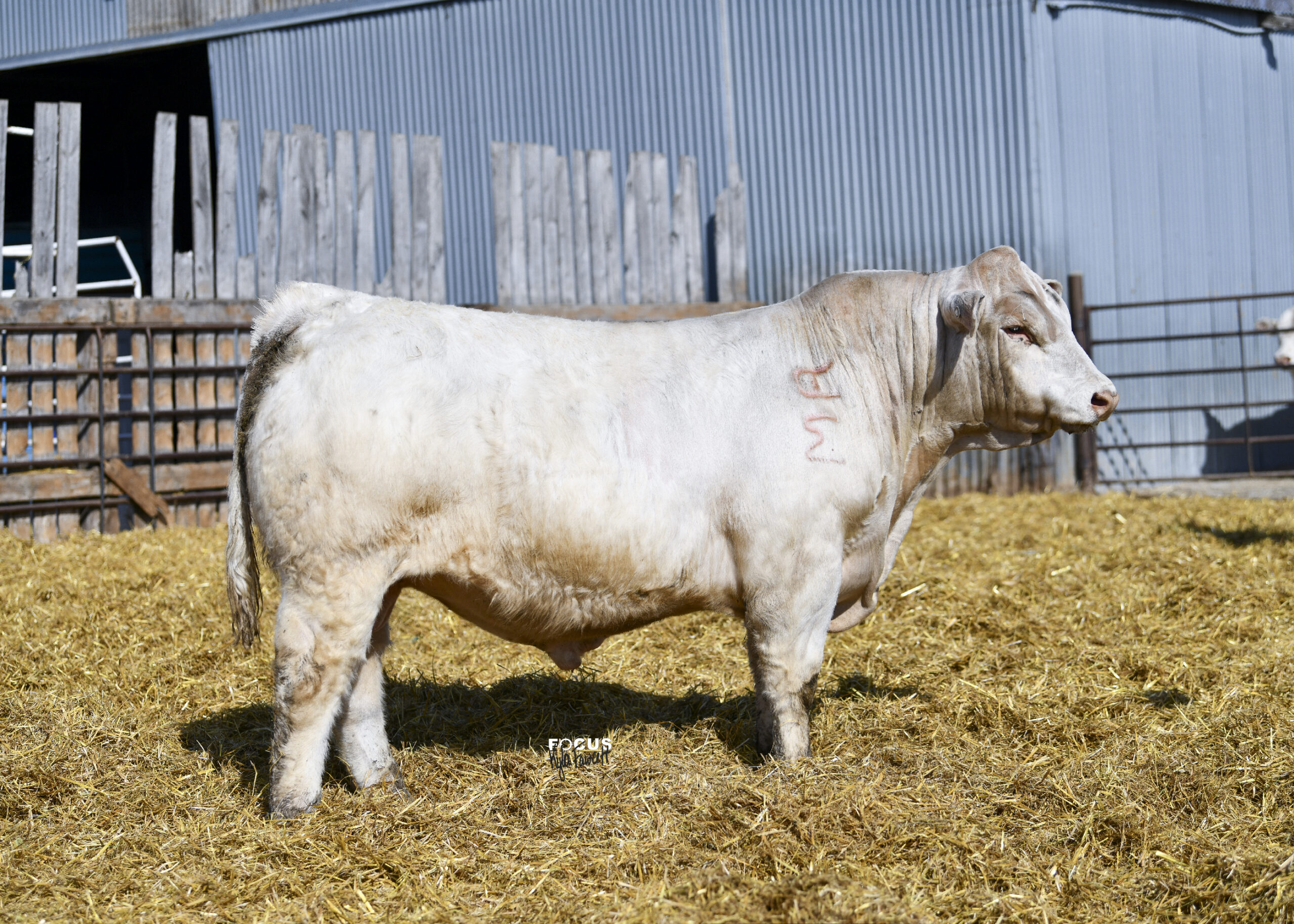 WCR MASTER CHIEF 037 P