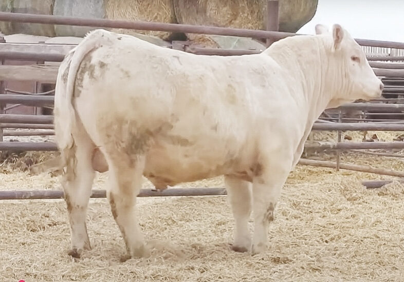 DC_BHD-JAIPUR-J41-P_Web