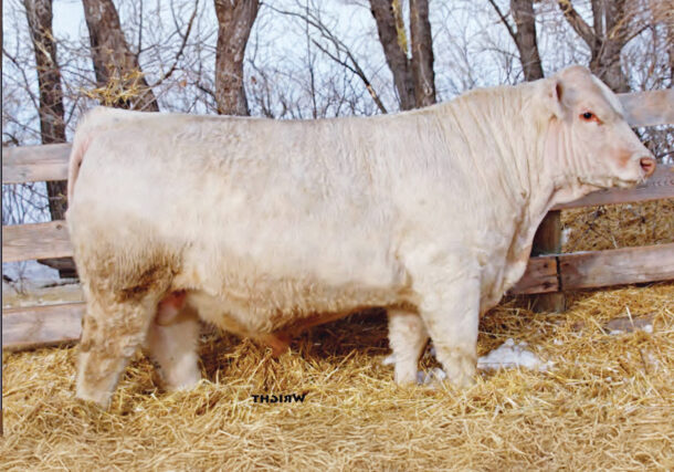 Pleasant-Dawn-Mentor-516J_Web