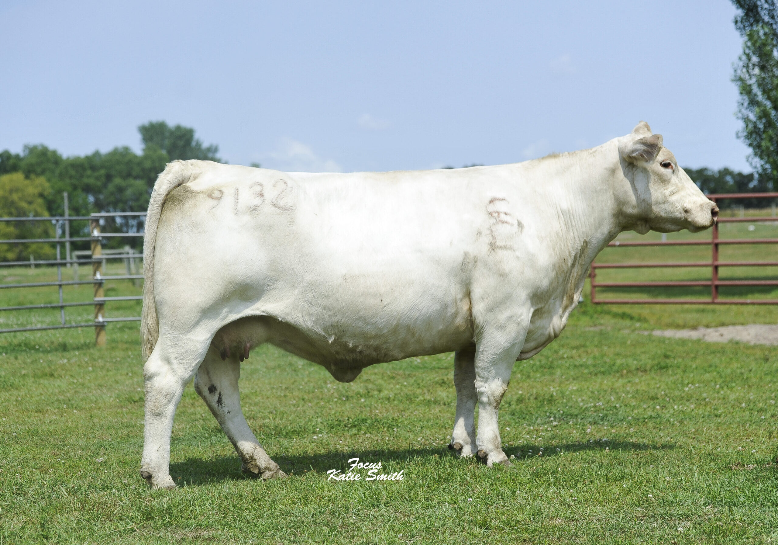 WCR MISS POWEREDGE 9132 P