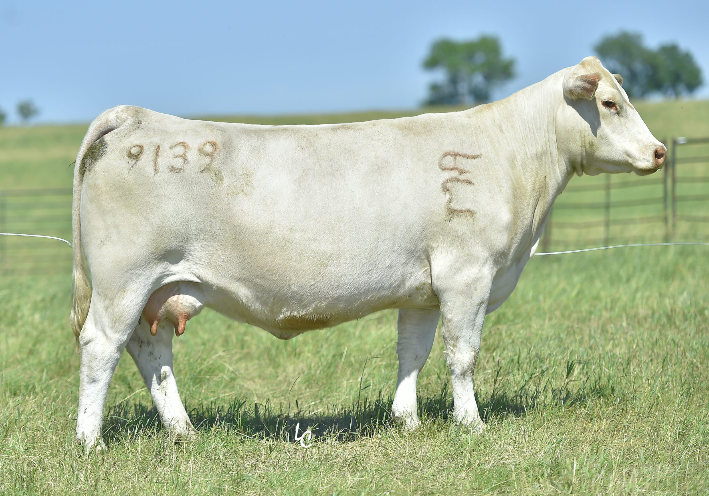 WCR MS DESIGN 9139 P